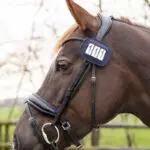 Lifestyle foto startnummer QHP Shine navy