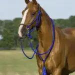 QHP set Liberty lifestyle kobaltblauw