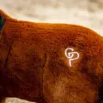 Lifestyle foto Crafty Ponies bruin/zwart veulen paardenknuffel