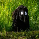 Lifestyle afbeelding Crafty Ponies veulen zwart/zwart