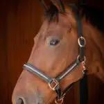 Lifestyle foto Harry's Horse Halster Leder Metallic Zwart/Rosegoud