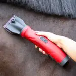 Liveryman Phoenix Clipper lifestyle foto