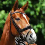 Lifestyle foto Passier hoofdstel Starlight zwart