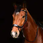 PresTeq Bitloos Hoofdstel FaySport lifestyle afbeelding zwart