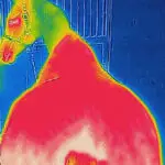 Warmte spieren na gebruik Bucas Therapy Cooler