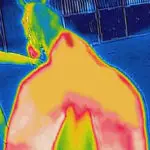 Bucas Therapy Turnout 150 grams deken voor gebruik