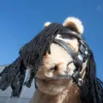 Lifestyle foto Advanced hoofdstel Crafty Ponies zwart