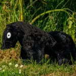 Lifestyle foto zwarte Crafty Pony met zwarte manen