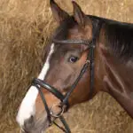 Lifestyle foto hoofdstel Harry's Horse Nero Soft zwart/zwart