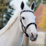 Leren kaptoom QHP lifestyle vooraanzicht