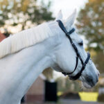 Leren kaptoom QHP lifestyle achteraanzicht