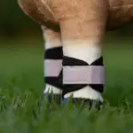 Lifestyle foto LeMieux Toy Pony Grafter Boots Lilac