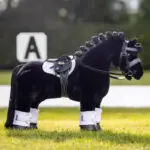 Toy Pony zadel zwart LeMieux lifestyle foto