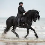 Lifestyle foto Montar rijbroek Megan Full Grip Curve zwart