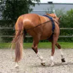 Achterzijde lifestyle foto QHP dubbele longeerlijn