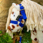 Lifestyle foto Crafty Ponies halster blauw