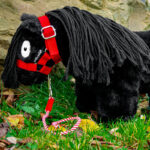 Lifestyle foto Crafty Ponies halster rood