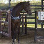 Vooraanzicht stapmolendeken QHP waterdicht blauw