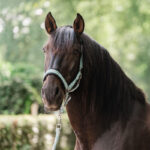 Lifestyle foto Halsterset EQPRO Precious Blue Reef