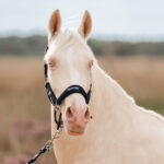 Lifestyle foto Halsterset EQPRO Precious Navy Blue