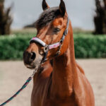 Halsterset Red Horse Akira Lifestyle foto