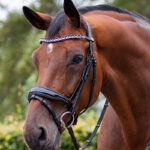 Lifestyle foto QHP hoofdstel Orlando