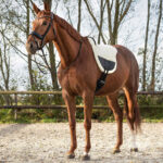 Lifestyle foto bareback pad QHP Ontario