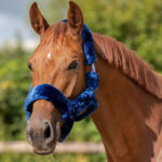 Lifestyle foto QHP halster Alaska navy/blauw