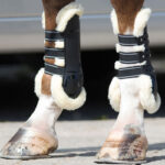 Lifestyle image QHP tendon boots Ontario