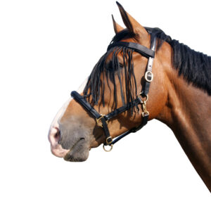 QHP Vliegenfrontriem Zwart