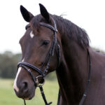 Sfeerfoto QHP hoofdstel Luxury Stitched zwart