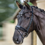 Lifestyle foto LeMieux Hoofdstel Kudos Patent Dressage Zwart/Zwart