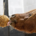 Likit Stalbal Granola Appelsmaak in gebruik