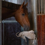 Gebruik QHP paardenspeelgoed