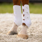 Lifestyle foto QHP Beenbeschermers Champion Wit