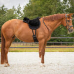 Lifestyle foto Bareback pad QHP Super Soft zwart/zwart