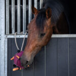Lifestyle foto paardenspeelgoed bal QHP roze