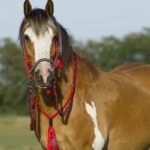 QHP set Liberty lifestyle rood