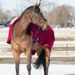 Lifestyle foto QHP uitrijdeken Ornament Bordeaux