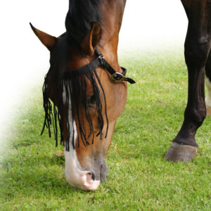 QHP Vliegenfrontriem Extra Zwart