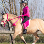 Bareback Pad QHP Fuchsia Lifestyle-Bild