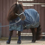 Outdoordecke Harry's Horse STOUT Navy Lifestyle
