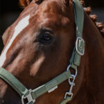 Lifestyle foto Eskadron halster leer Platinum Ash Green