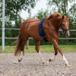 Lifestyle foto voorzijde QHP dubbele longeerlijn