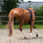 Achterzijde lifestyle foto QHP dubbele longeerlijn