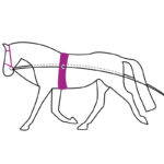 Uitleg QHP dubbele longeerlijn