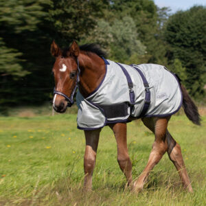 QHP veulen vliegendeken