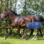 Sfeerfot veulendeken QHP Turnout 100 Grams navy