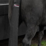 paard