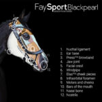 12 anatomisch eigenschappen Hoofdstel PresTeq FaySport BlackPearl
